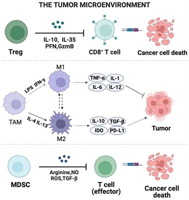 The immunoregulatory role of gut microbiota in the incidence, progression, and therapy of breast cancer